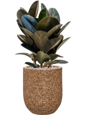 Ficus elastica 'Abidjan' en Baq Naturescast