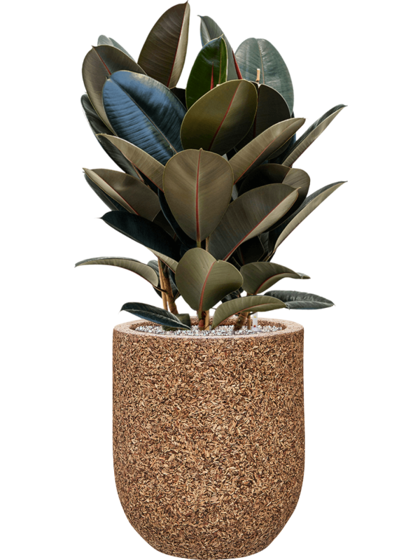 Ficus elastica 'Abidjan' en Baq Naturescast