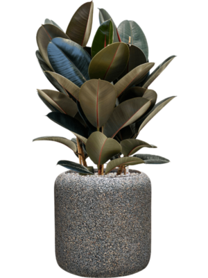 Ficus elastica 'Abidjan' en Baq Naturescast