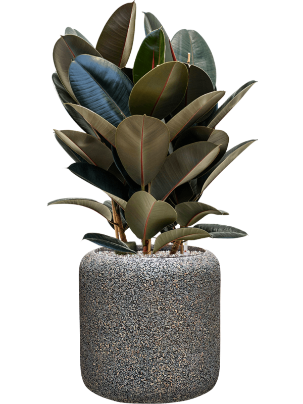 Ficus elastica 'Abidjan' en Baq Naturescast