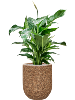 Spathiphyllum 'Sweet Lauretta' en Baq Naturescast