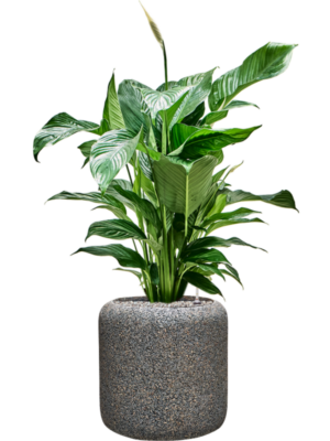 Spathiphyllum 'Sweet Lauretta' en Baq Naturescast