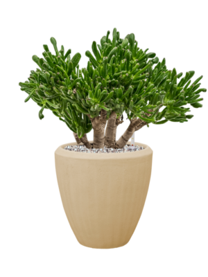 Crassula ovata 'Horntree' en Baq Polystone Plain