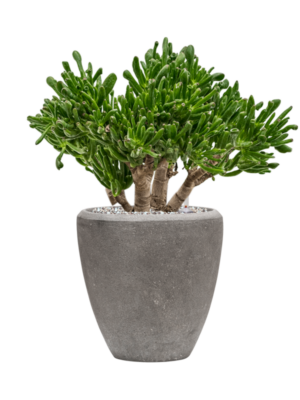 Crassula ovata 'Horntree' en Baq Polystone Plain
