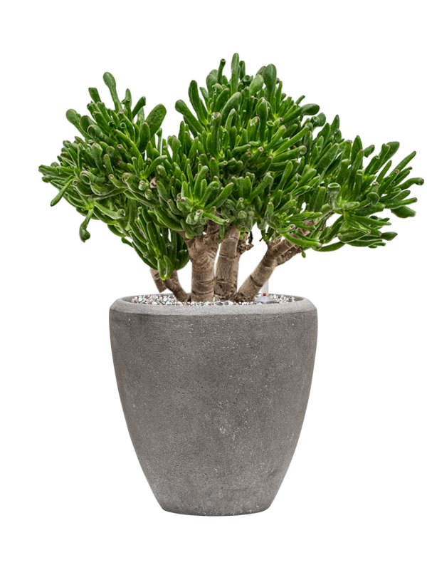 Crassula ovata 'Horntree' en Baq Polystone Plain
