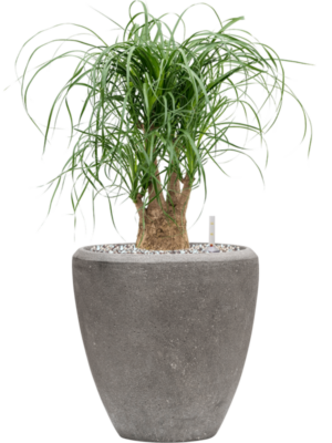 Beaucarnea recurvata en Baq Polystone Plain