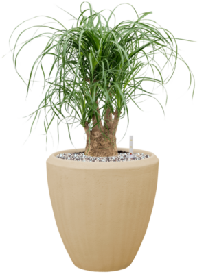Beaucarnea recurvata en Baq Polystone Plain