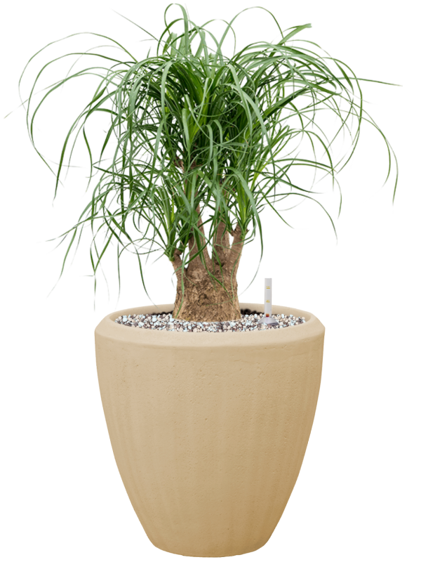 Beaucarnea recurvata en Baq Polystone Plain