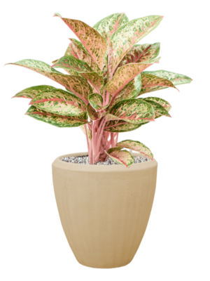 Aglaonema 'Painted Celebration' en Baq Polystone Plain