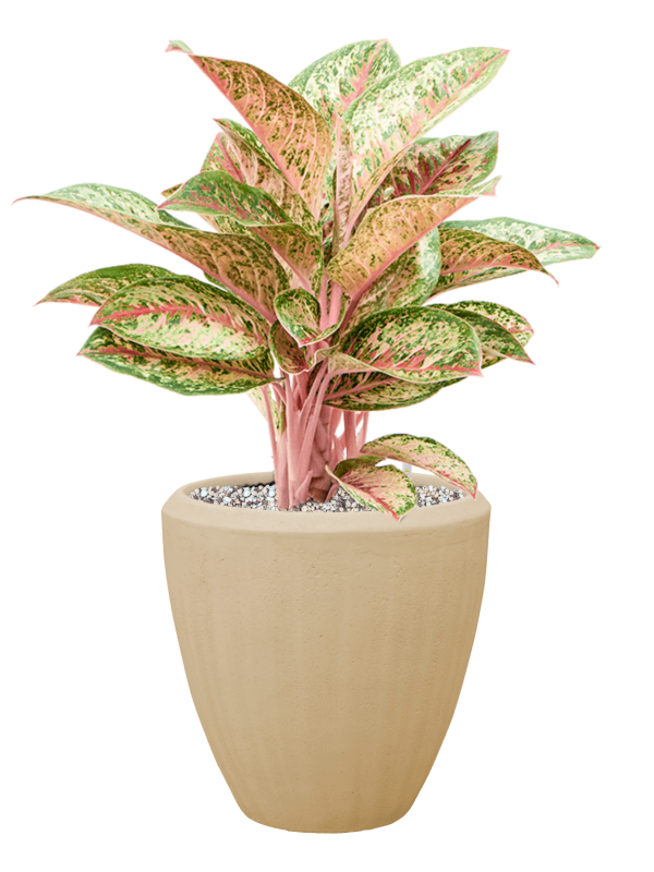 Aglaonema 'Painted Celebration' en Baq Polystone Plain