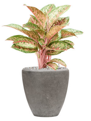 Aglaonema 'Painted Celebration' en Baq Polystone Plain