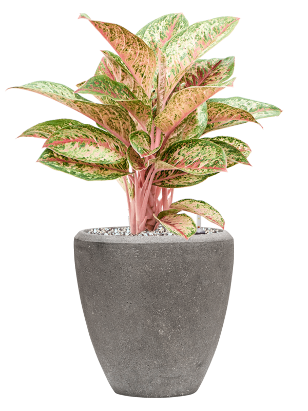 Aglaonema 'Painted Celebration' en Baq Polystone Plain
