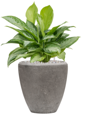 Aglaonema 'Silver Bay' en Baq Polystone Plain
