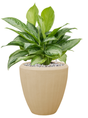 Aglaonema 'Silver Bay' en Baq Polystone Plain