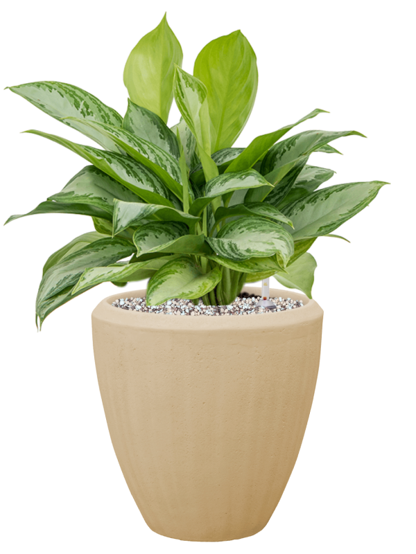 Aglaonema 'Silver Bay' en Baq Polystone Plain