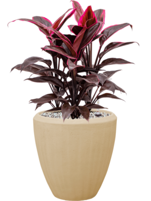 Cordyline fruticosa 'Mambo' en Baq Polystone Plain