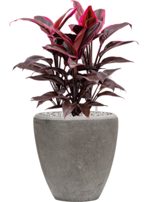 Cordyline fruticosa 'Mambo' en Baq Polystone Plain