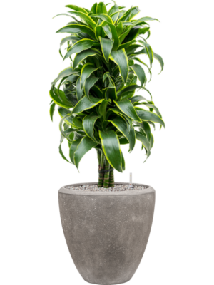 Dracaena fragrans 'Dorado' en Baq Polystone Plain
