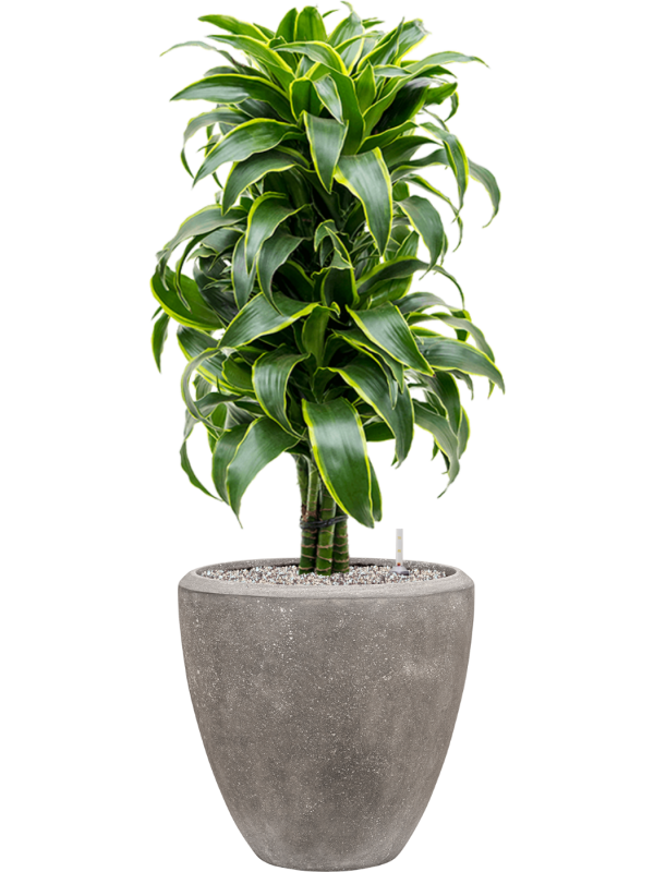 Dracaena fragrans 'Dorado' en Baq Polystone Plain