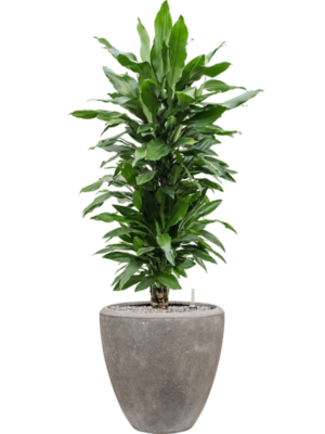 Dracaena fragrans 'Janet Lind' en Baq Polystone Plain