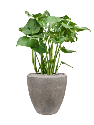 Monstera deliciosa en Baq Polystone Plain