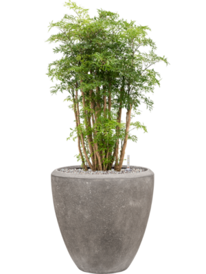 Aralia (Polyscias) 'Ming' en Baq Polystone Plain