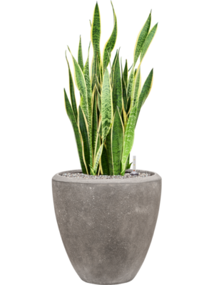 Sansevieria trifasciata 'Laurentii' en Baq Polystone Plain