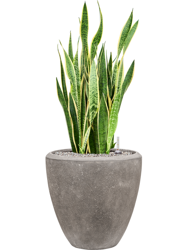 Sansevieria trifasciata 'Laurentii' en Baq Polystone Plain