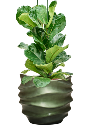 Ficus lyrata en Baq Gradient Lee