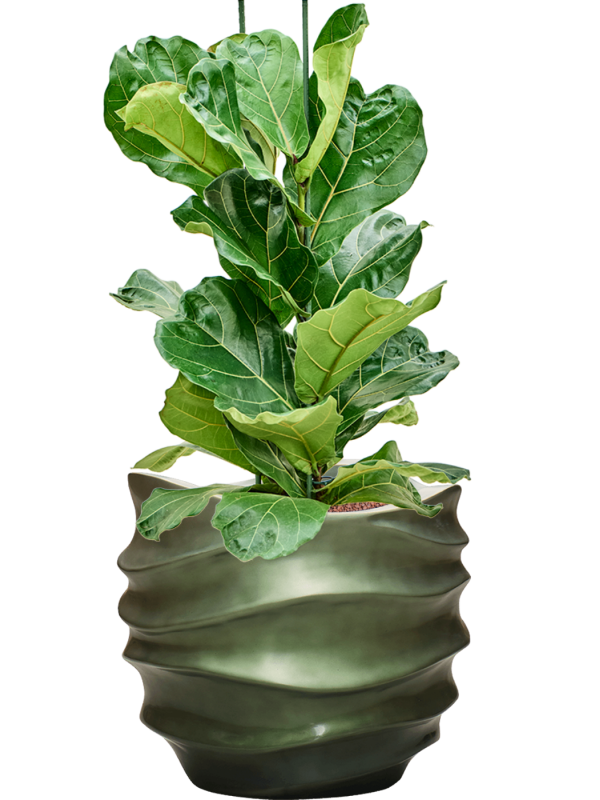 Ficus lyrata en Baq Gradient Lee