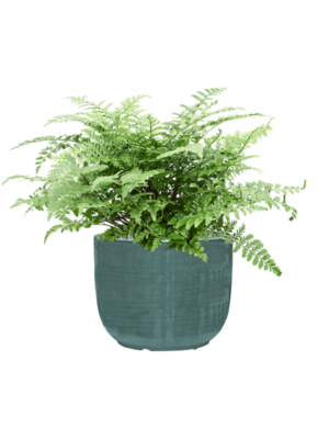 Asplenium dimorphum 'Parvati' en Plain Striped