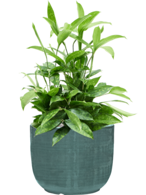 Dracaena surculosa en Plain Striped