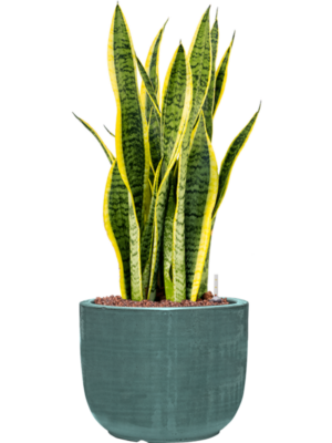 Sansevieria trifasciata 'Laurentii' en Plain Striped