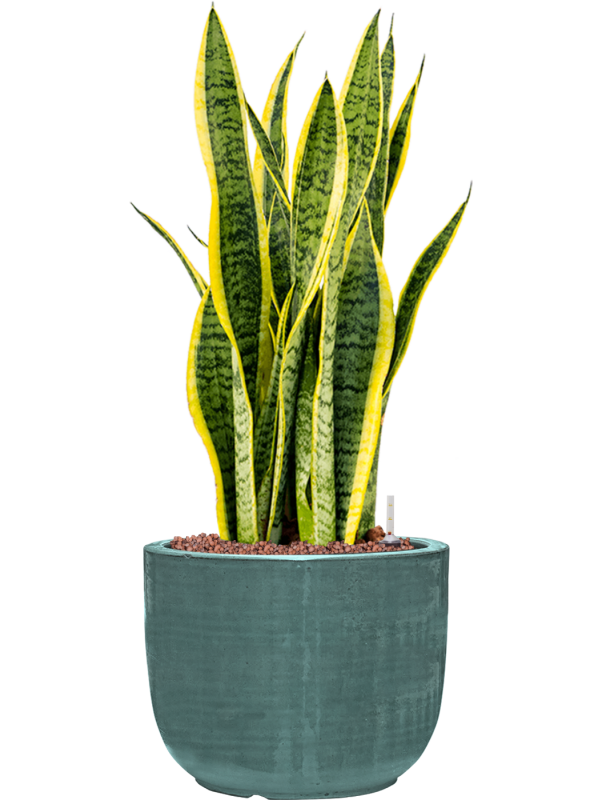 Sansevieria trifasciata 'Laurentii' en Plain Striped, Private label