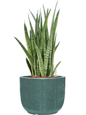 Sansevieria zeylanica 'Narrow' en Plain Striped