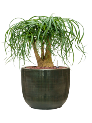 Beaucarnea recurvata en Plain Striped