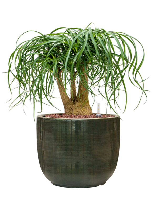 Beaucarnea recurvata en Plain Striped, Private Label