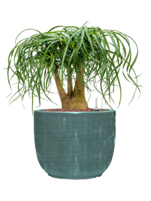 Beaucarnea recurvata en Plain Striped