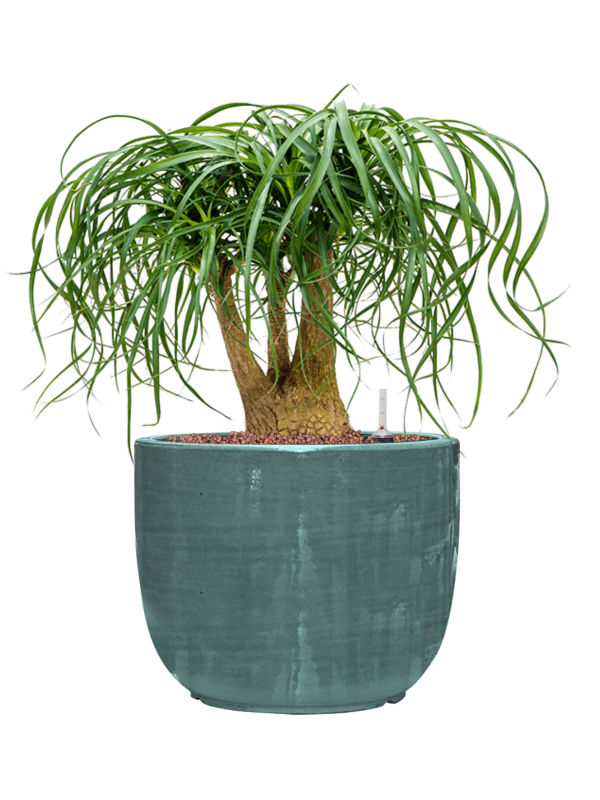 Beaucarnea recurvata en Plain Striped, Private label