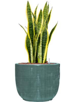 Sansevieria trifasciata 'Laurentii' en Plain Striped