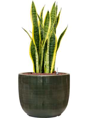 Sansevieria trifasciata 'Laurentii' en Plain Striped