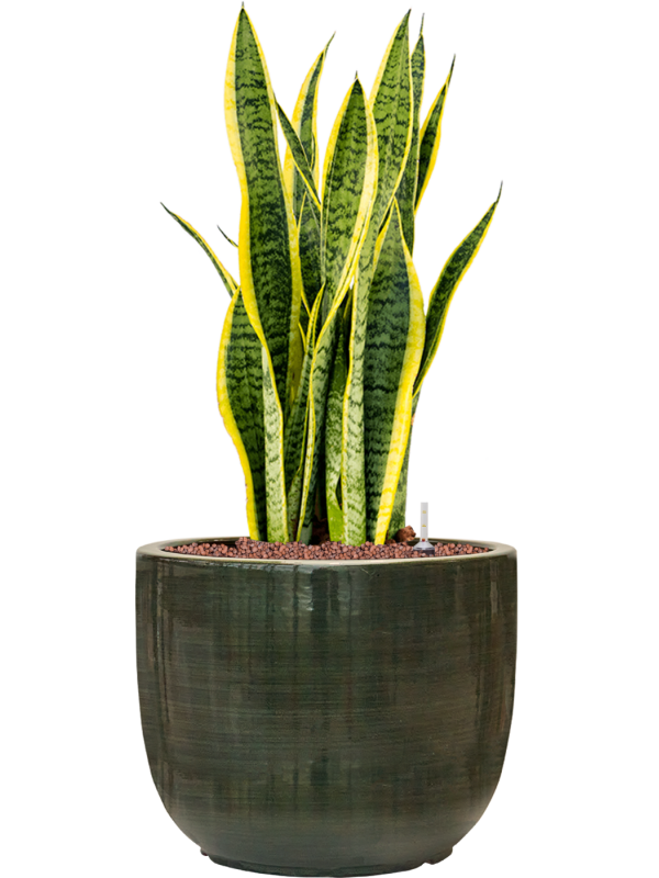 Sansevieria trifasciata 'Laurentii' en Plain Striped, Private label