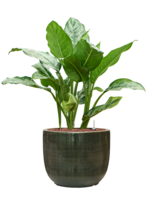 Aglaonema 'Chantal' en Plain Striped