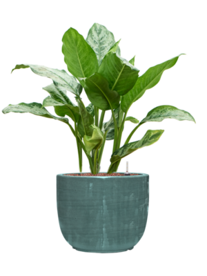 Aglaonema 'Chantal' en Plain Striped
