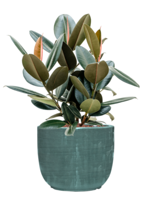 Ficus elastica 'Abidjan' en Plain Striped