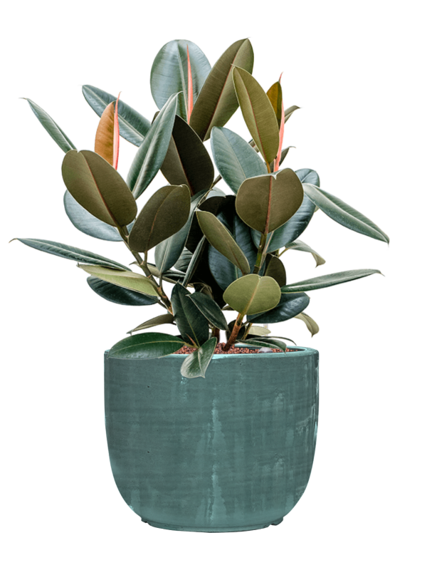 Ficus elastica 'Abidjan' en Plain Striped, Private label