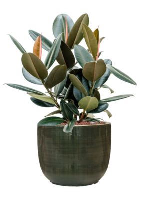 Ficus elastica 'Abidjan' en Plain Striped