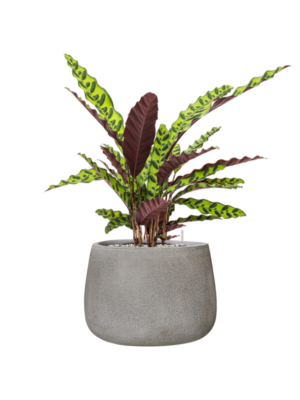 Calathea insignis en Antwerp