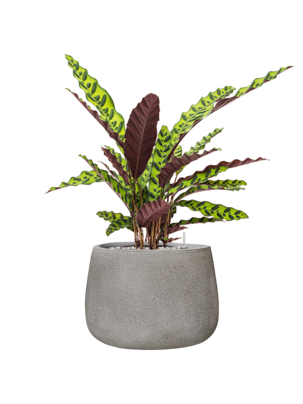 Calathea insignis en Antwerp, Private label