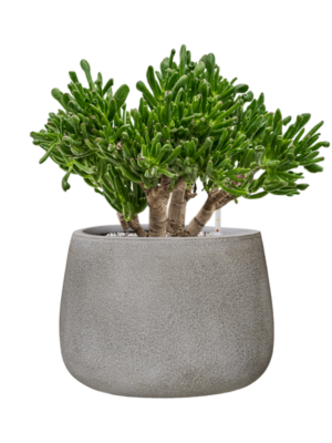 Crassula ovata 'Horntree' en Antwerp